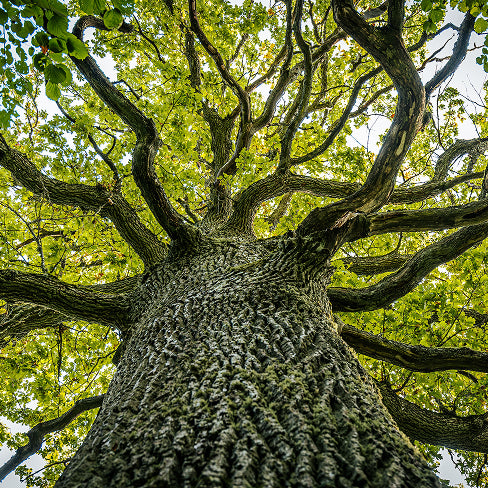 Árbol del Té