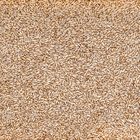 Extracto de Avena